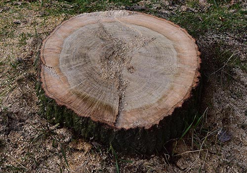 Tree Stump Grinding Werribee