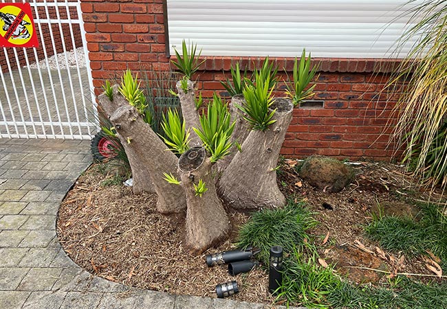Yucca Removal Geelong 1