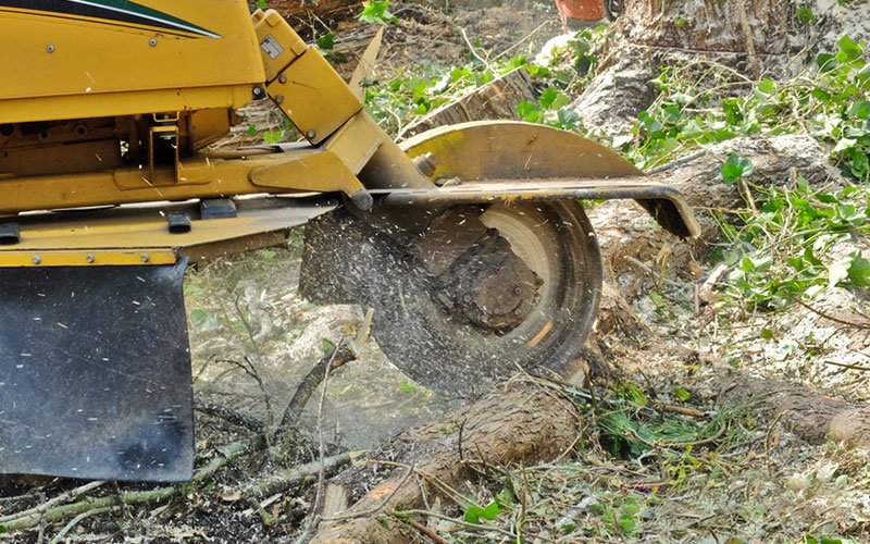 Hardwood Stump Removal