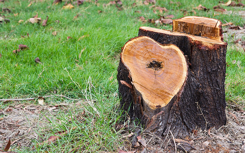 Professional Stump Grinding Melbourne Prices