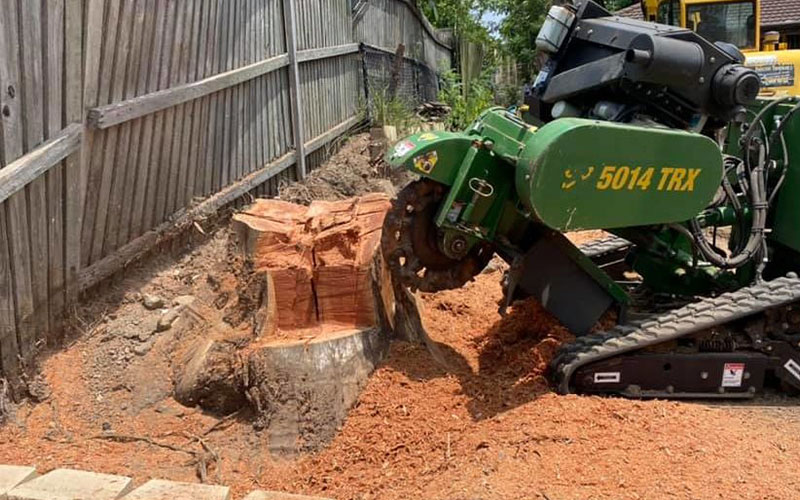 Small Tree Stump Removal