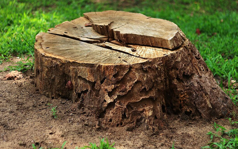 Stump Grinding Pros and Cons Melbourne