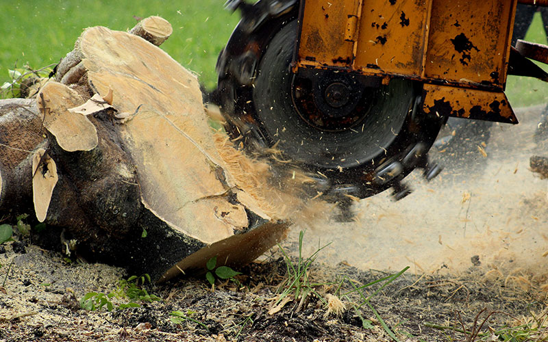 Tree Stump Removal & Grinding Costs Melbourne