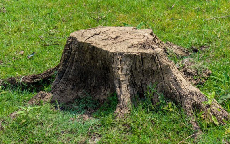 Tree Stump Removal Melbourne
