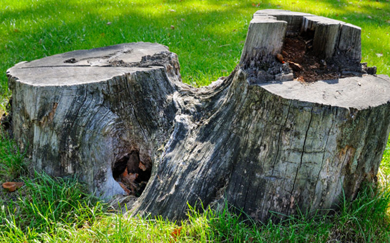 diseased tree stump removal melbourne 2