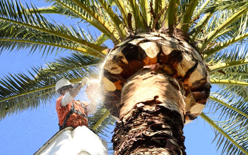 Chainsaw Palm Tree Removal Melbourne