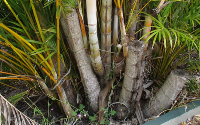 Palm Tree Removal Melbourne - Services, Risks & Methods Cumbersome