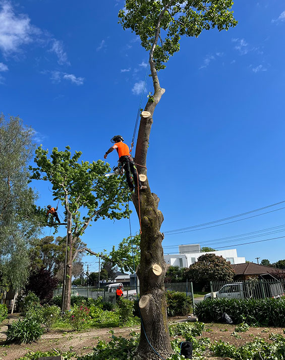 Wyndham Council Tree Removal Specialists
