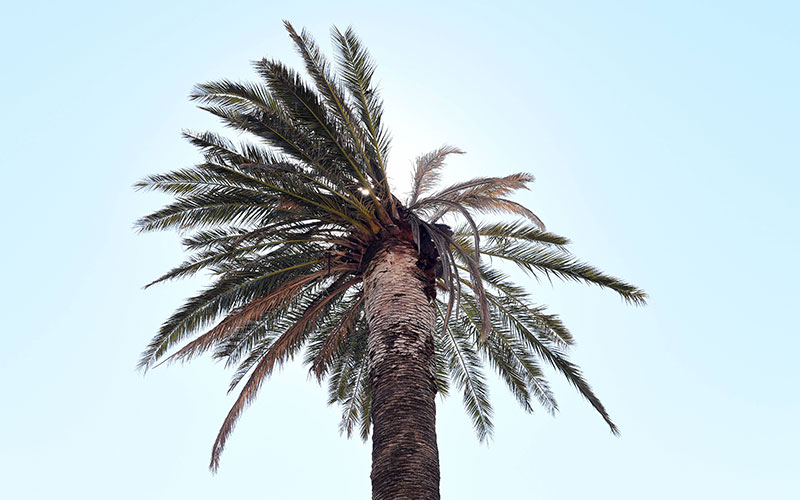 collapsing palm tree ring removal melbourne