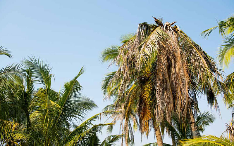 dead palm trees removal victoria