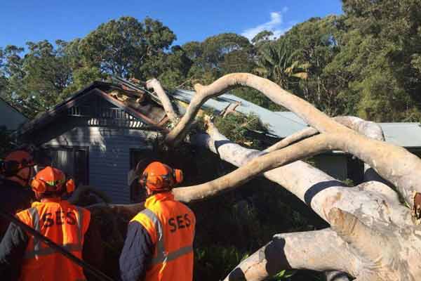 dodgy tree removal company outcome