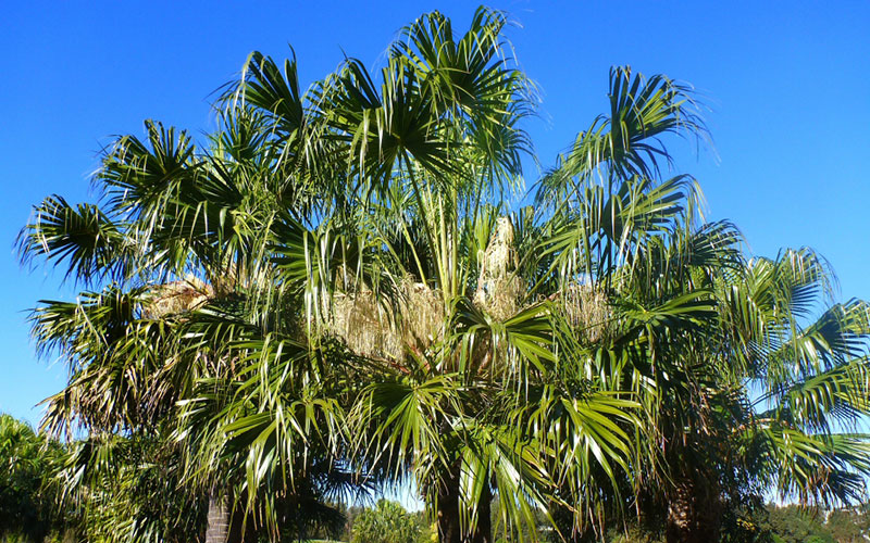palm tree removal victoria 2