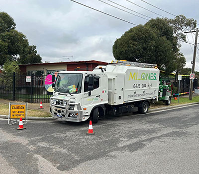 Melbourne & Geelong Schools Tree Removal