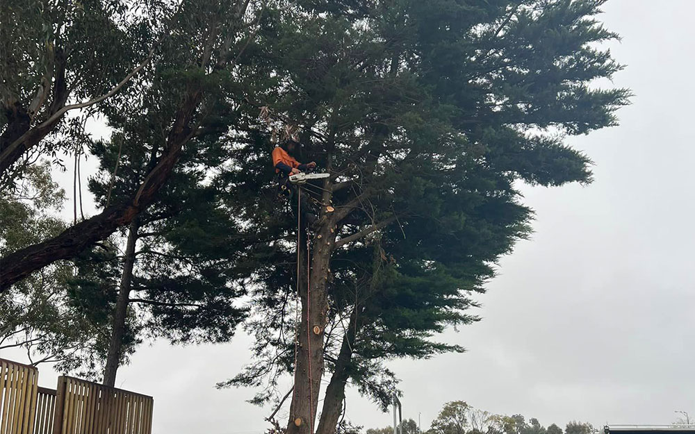 Real Estate Tree Removal and Maintenance Melbourne and Geelong 2