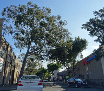 Shopping Centre Tree Removal Melbourne and Geelong