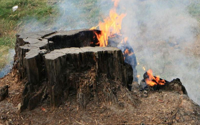 burning tree stump