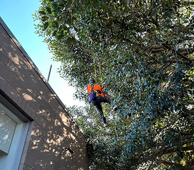 hospital tree removal melbourne and geelong