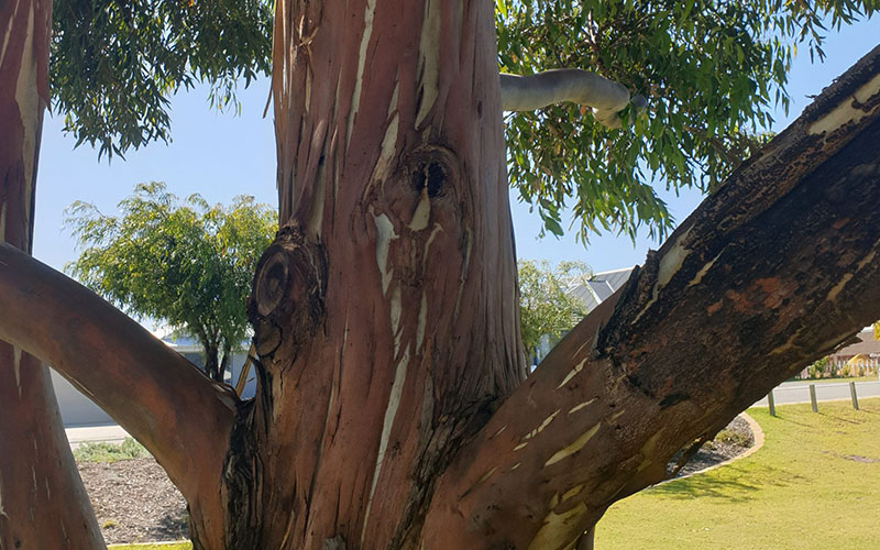 Eucalyptus Tree Removal & Trimming in Melbourne 1
