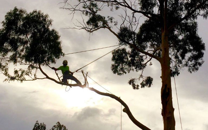 Eucalyptus tree removal and tree trimming melbourne 2
