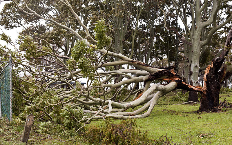 Eucalyptus tree removal melbourne 10