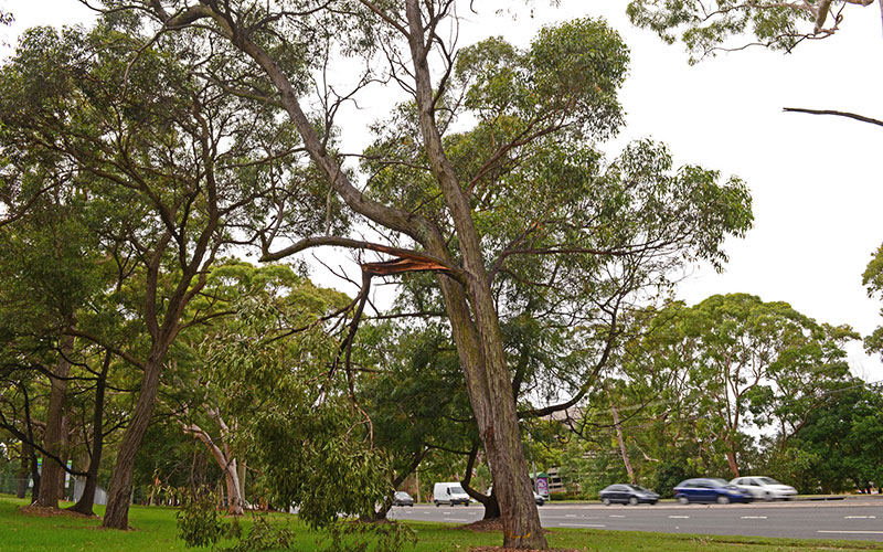 Eucalyptus tree removal melbourne 2