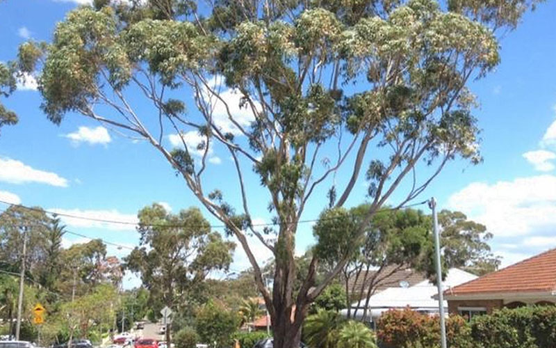 Eucalyptus tree trimming melbourne