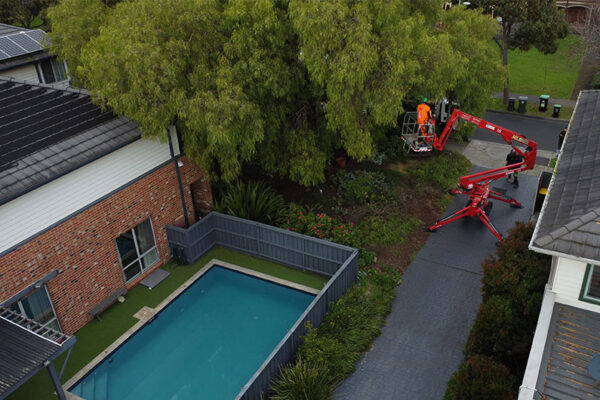 Tree Canopy Lifting Melbourne Milones Tree Solutions
