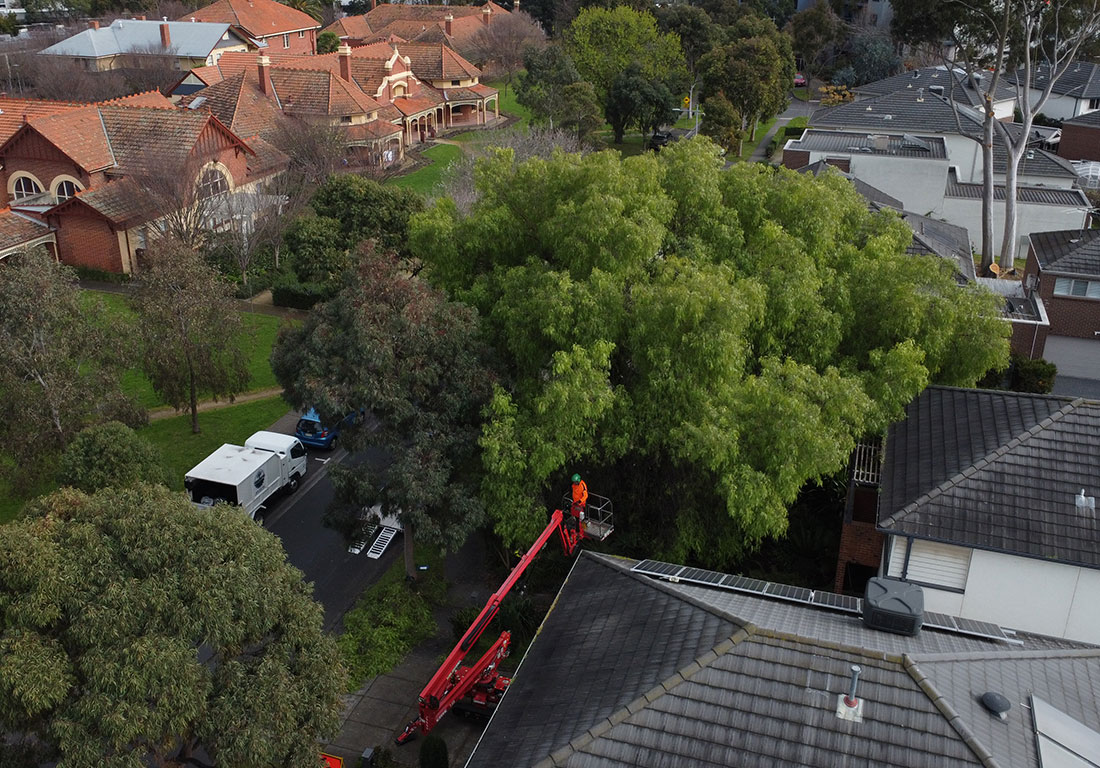 Tree Crown Reduction Melbourne