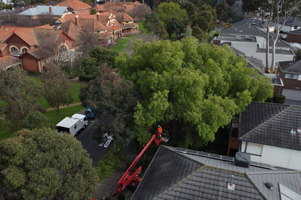 Tree Formative Pruning Melbourne Milones Tree Solutions