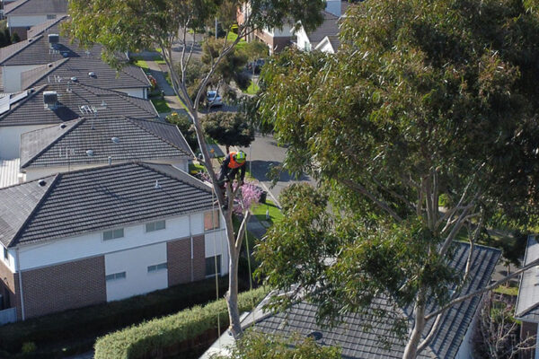 Tree Lopping Melbourne Milones Tree Solutions
