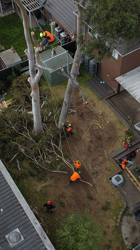 Melton City Council Tree Removal