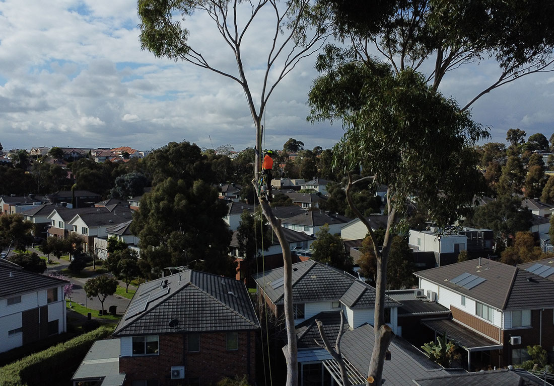Tree Assessment Melbourne & Geelong