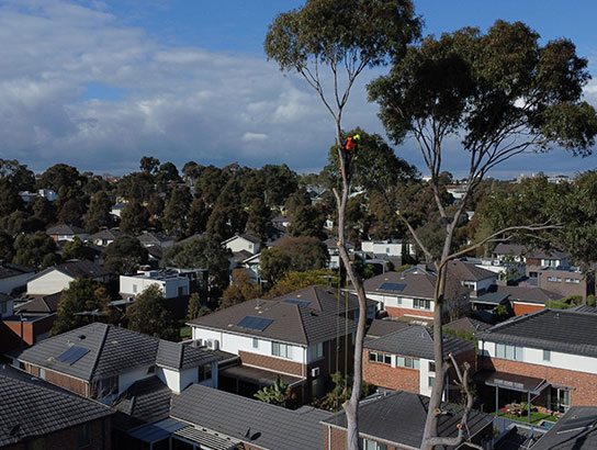 Our Arborist and Climber in Lara Victoria, working at very large heights.