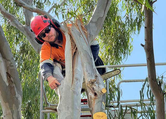 Professional Tree Climber removing damaged tree in Werribee