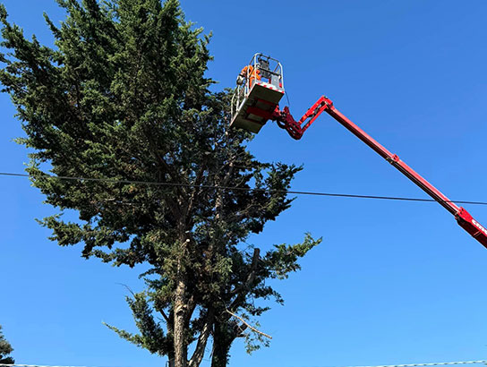 Pine Tree Trimming in Parkville with a elevated work platform.