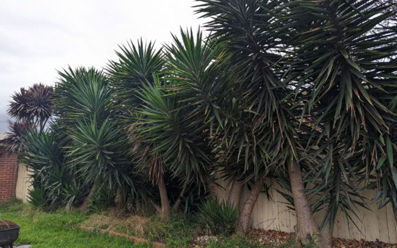 Yucca Tree Removal in Melbourne 2