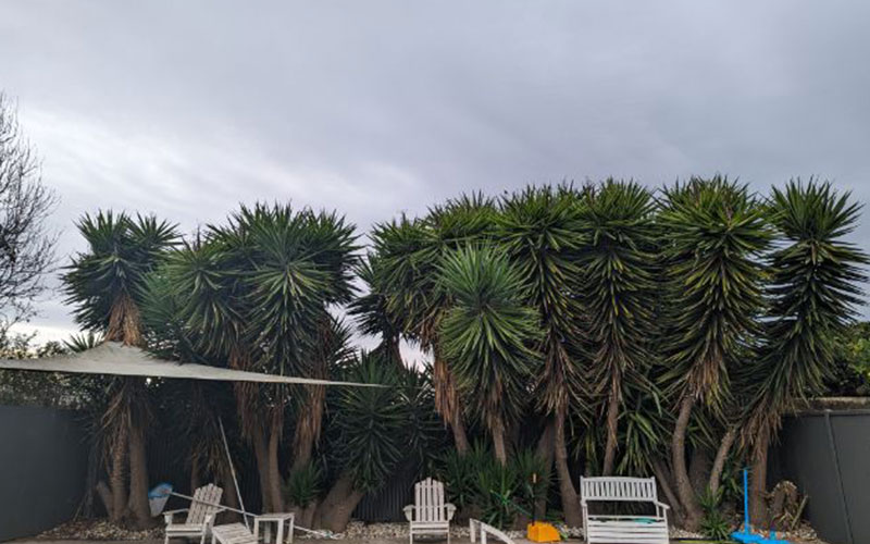 Yucca Tree Removal in Melbourne 3