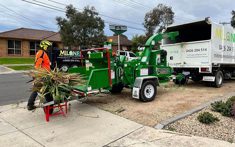 Yucca Tree Removal in Melbourne 4