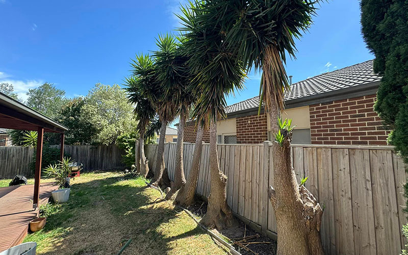 Yucca Tree Removal in Melbourne Services Risks & Methods 2