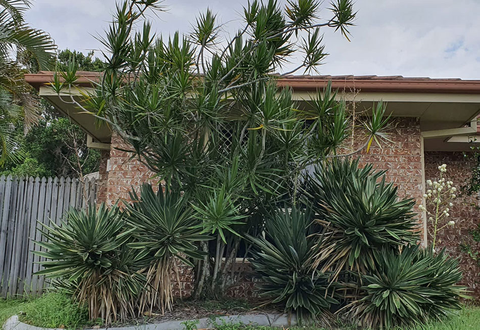 Yucca Tree Removal in Melbourne Services Risks & Methods