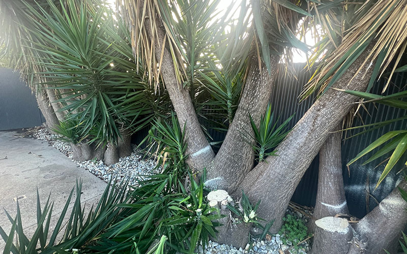 Yucca Tree Removal in Melbourne