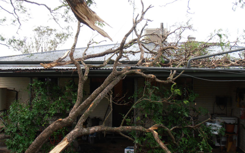 Branches overhanging roof