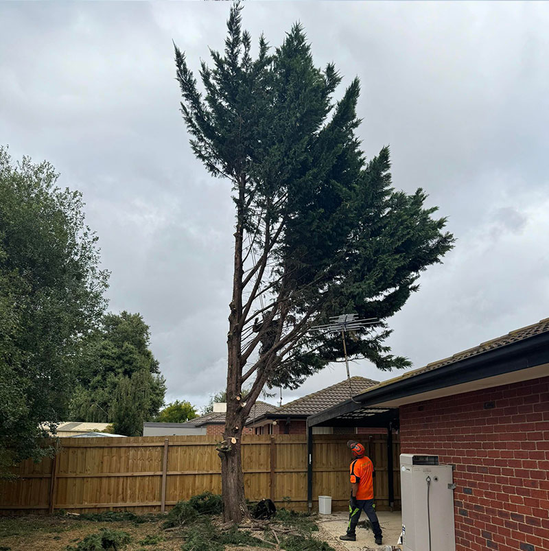 A Cypress Pine Tree Overhanging a House Roof