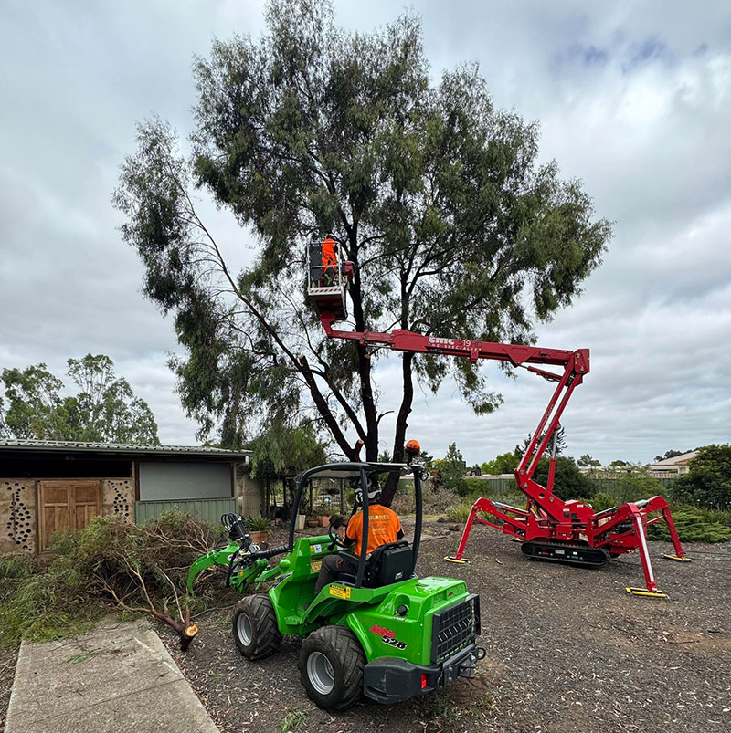 Using an EWP to Rover a Red Ironbark (Eucalyptus sideroxylon) Tree overhanging a house roof