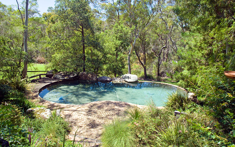 Trees Around Pools - When & How To Remove Them 2