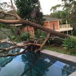 Trees Around Pools - When & How To Remove Them Feat Image