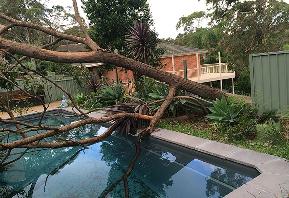 Trees Around Pools - When & How To Remove Them Feat Image