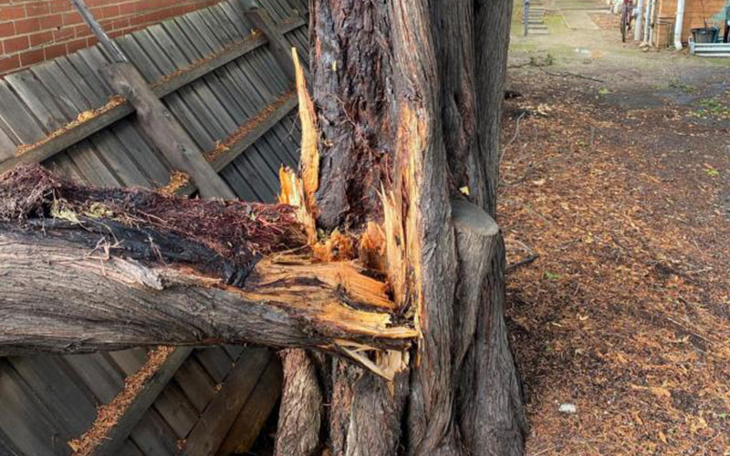 A Hazardous Tree Removal in Melbourne of a Tree with a Split Trunk. 