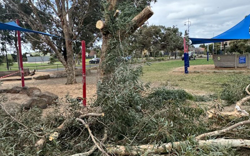 A hazardous tree being removed at a school. 