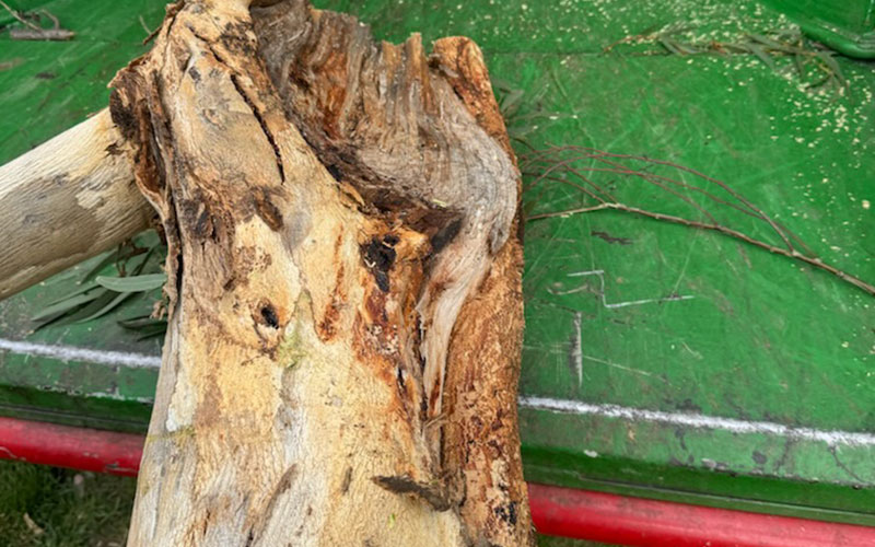 A hazardous tree with a split trunk going into the wood chipper.